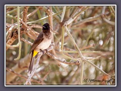 Graubülbül -  Common Bulbul - Pycnonotus barbatusl