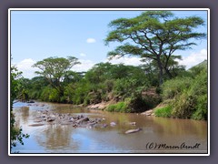 Grumeti River 