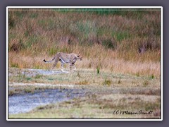 Heimat der Geparden ist die Süd Serengeti