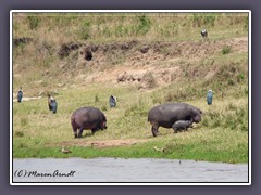 Hippo mit Jungtier grast tagsüber am Mara Fluss