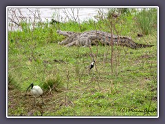 Ibiss -  Spornkiebitz  und Krokodil am Mara River