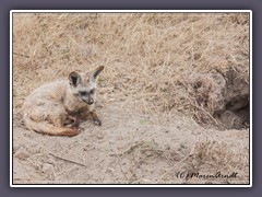 Löffelhund  -  Löffelfuchs oder Großohrfuchs genannt