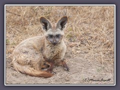 Löffelhund - eine Wildhundart der afrikanischen Savanne