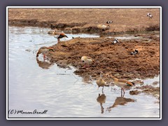 Nilgänse in der Serengeti