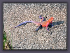 Red Headed Agama - Männchen