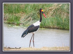 Sattelstorch - Ephippiorhynchus senegalensis