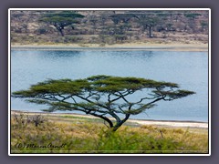 Serengeti Süd - Lake Masek