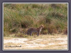 Serengeti Süd - Leopard