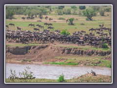 Und wieder treffen sich die Herden um den Mara River zu durchqueren 