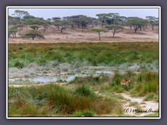 Versteckt im Sumpfgras - ein Löwenrudel