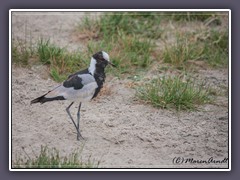 Waffenkiebitz - Blacksmith Plover - Vanellus armatus