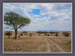 Weiter geht es zur Serengeti Central
