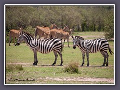 Zebras und Eland Antilopen