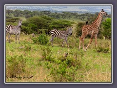 Zebras und Giraffe