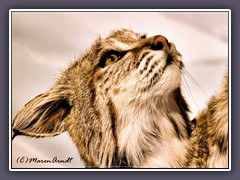 Bobcat - Wüstenbewohner