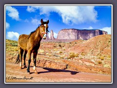 Indian Horse  - im Monument Valley