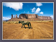 Indian Horse vor Sentinantal Mesa Und Three Sisters Felsen