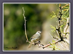 Zimtschwanz Ammer - cinnamontailed sparrow - Peucaea sumichrasti