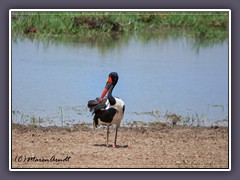Sitzkultur - Sattelstorch - Saddle Billed Stork -  Serengeti