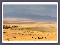 Septemberdürre im Ngorongoro Krater