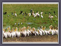 Vogelparadies im Tarangire NP