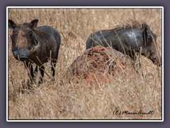 Common Warthog - Phacochoerus africanus