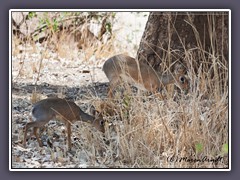 Dik Dik - Zwergantilopen - nicht viel größer als ein Hase