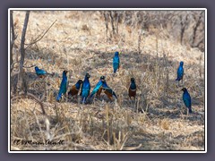 Dreifarben Glanzstar-  Superb Starling