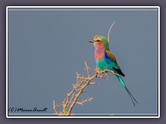 Gabelschwanzracke - Lilac Breasted Roller