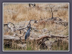 Goliathreiher - Ardea goliath - Goliath Heron