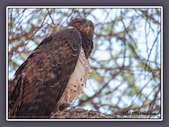 Kampfadler - Martial Eagle - Polemaetus bellicosus 