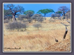 Landschaft mit  Yellow Necked Spurfowl