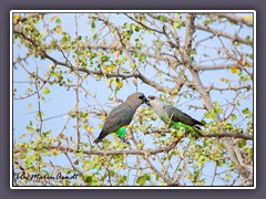 Orange bellied - Parrot Poicephalus rufiventris - Rotbauchpapageien