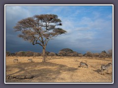 Savannenlandschaft