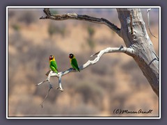 Schwarzköpfchen - Yellow Collared  Lovebird - Agapornis personatu,