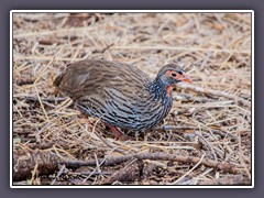 Swainson's spurfowl - Pternistis swainsonii