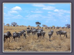 Tarangire Gnus