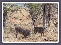 Warthogs - Warzenschweine