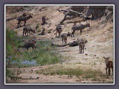 Wasserloch - Rastplatz der Wasserbockherde