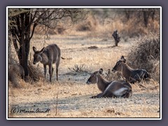 Waterbucks  - Kobus ellipsiprymnus