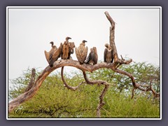 White Backed Vulture - Keine Feier ohne Geier