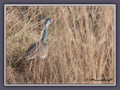 White Bellied Bustard - Eupodotis senegalensus