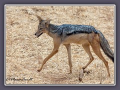 Wildhund - Schabrackenschakal - Canis mesomelas