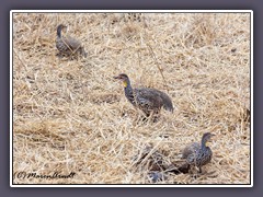 Yellow Necked Spurfowl - Pternistis leucoscepusl