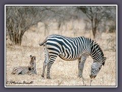 Zebra mit Fohlen