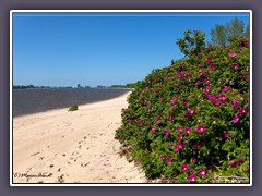 Harriersand - Sommerstrand