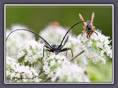 Insekten -  Moschusbockkäfer und Wespe