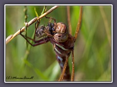 Insekten - braune Mosaikjungfer verspeist Biene