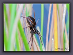 Insekten - gerandete Jagdspinne