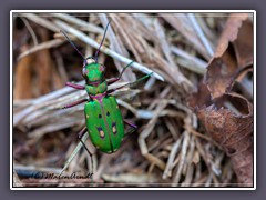 Insekten - grüner Feldsandlaufkäfer